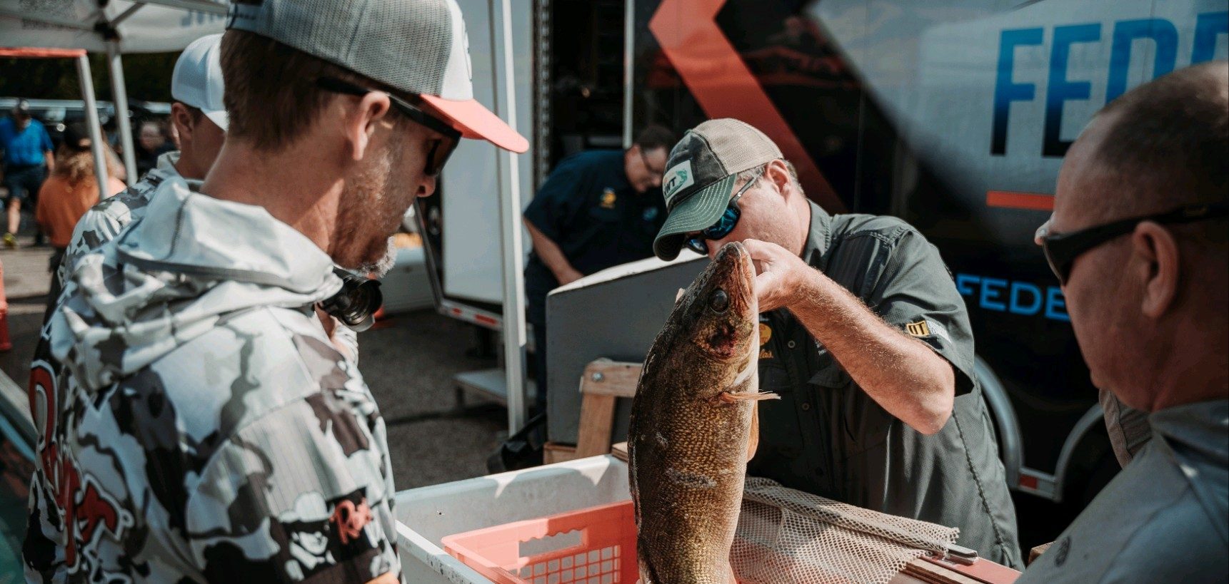 Giant walleye being weighed during a tournament weigh-in